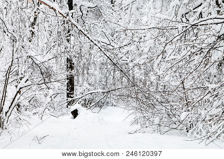 Snow Path In Winter Forest Of Timiryazevskiy Park In Moscow City