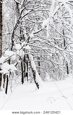 Snow-covered Trees In Snowy Forest Of Timiryazevskiy Park Of Moscow City In Overcast Winter Day