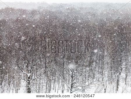 Snowstorm Over Trees In Timiryazevskiy Park In Moscow In Winter Day