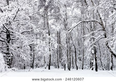 Birch Grove And Oak Tree In Snowy Forest Of Timiryazevskiy Park Of Moscow City In Overcast Winter Da