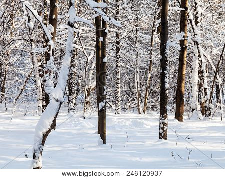 Bare Tree Trunks In Snow-covered Forest In Timiryazevskiy Park Of Moscow City In Sunny Winter Day