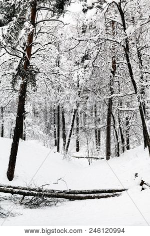 Ravine In Winter Forest Of Timiryazevskiy Park In Moscow City