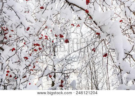 Snow-covered Tree Branches With Frozen Red Hawthorn Berries In Timiryazevskiy Forest Park Of Moscow 