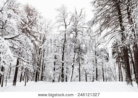 Snow-covered Meadow In Winter Forest Of Timiryazevskiy Park In Moscow City