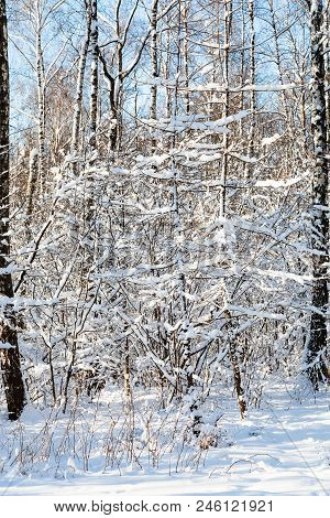 Snow-covered Larch Trees And Birches In Forest Of Timiryazevskiy Park Of Moscow City In Sunny Winter