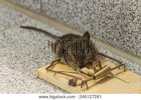 Home Gray Mouse Caught In A Mousetrap