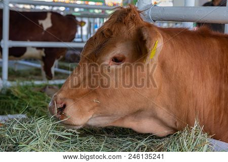 Cows Eat Silage Feeders Before The Evening Milking. Agriculture