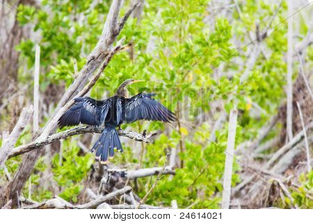 fauna do Parque Nacional Everglades, Florida, Estados Unidos da América