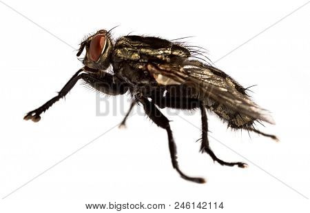 Side view flesh fly - Sarcophagidae. Isolated white  background