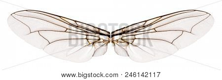 Wings flesh fly - Sarcophagidae. Isolated white  background