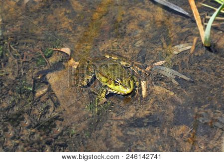 Frog On The Algae In The Pond
