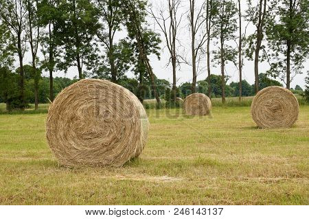 Haymaking On A Riverside Meadow. Bales Of Rolled Hay.