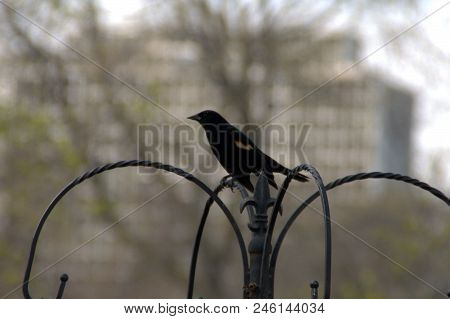 Male Red-winged Blackbird Agelaius Phoeniceus Perched On A Metal Railing Fence