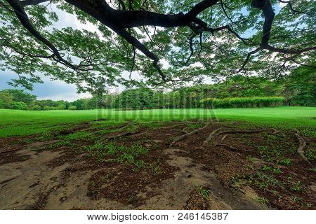 Beautiful Albizia Saman Tree, Landscape In Park With Green Grass Field.