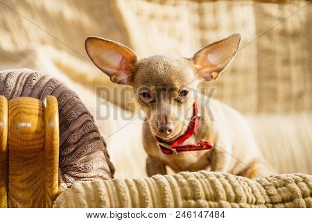 Little Pinscher Ratter Prazsky Krysarik Purebreed Small Dog Sitting Relaxing And Chilling On Sofa Co