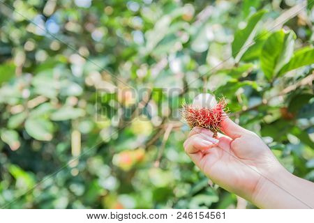 Rambutan, Negrito, Semang, Sweet Thai Fruit In Farm