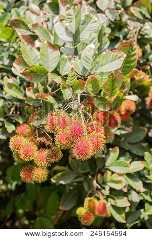 Rambutan, Negrito, Semang, Sweet Thai Fruit In The Garden