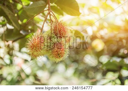 Rambutan, Negrito, Semang, Sweet Thai Fruit In The Garden