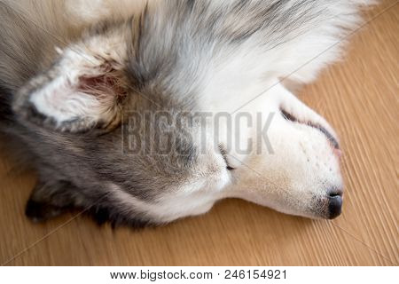 Siberian Husky, Sleepy Dog And Lovely Pet