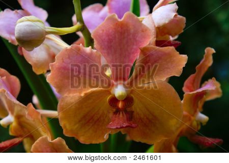 Vanda, orchidej