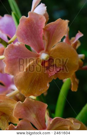 Vanda orchidea