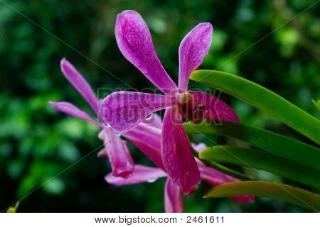 Vanda orchidea