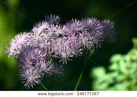 Thalictrum Inflorescence Early In The Morning On A Dark And Green Background.