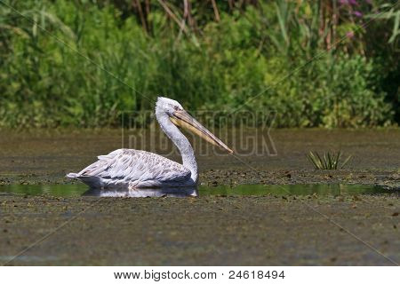 Dalmatiske Pelican (pelecanus Crispus)