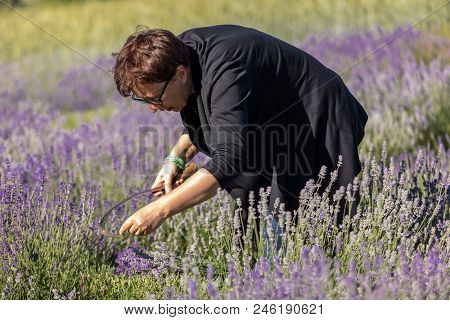 Ostrow, Poland - June 6, 2018: A Woman  Cuts Sickle Lavender Flowers In The Middle Of A Lavender Fie