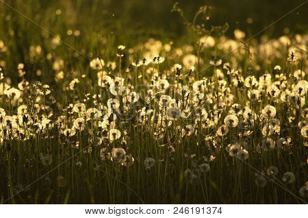 Fluffy Golden Dandelions In The Evening Light In The Countryside