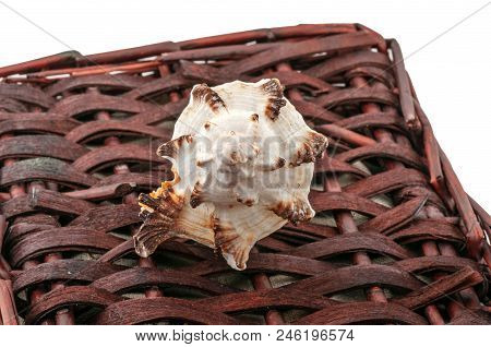 A Twisted Shell Lies On A Brown Wicker Basket Isolated On White. Still Life Of A Fishing Village