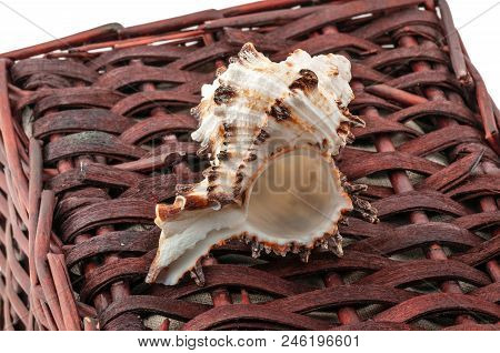 A Twisted Shell Lies On A Brown Wicker Basket Isolated On White. Still Life Of A Fishing Village