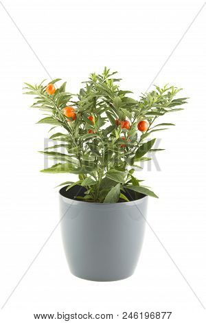 Close-up Of The Plant In A Pot Of Solanum. Christmas Cherry Plant On White