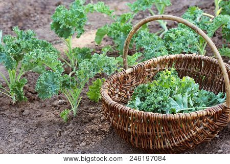 Young Kale Growing In The Vegetable Garden. Gardener Picking Leaves In Basket .