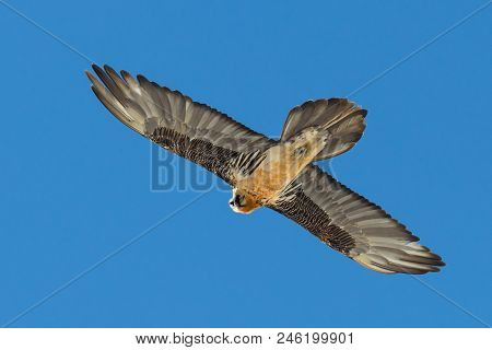 Flying Natural Adult Bearded Vulture (gypaetus Barbatus) Looking Back, Blue Sky