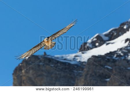 Flying Natural Adult Bearded Vulture (gypaetus Barbatus) Mountains, Blue Sky