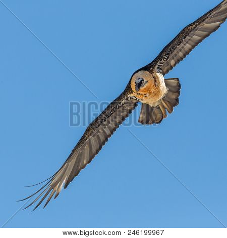 Detailed Portrait Natural Flying Adult Bearded Vulture (gypaetus Barbatus), Blue Sky