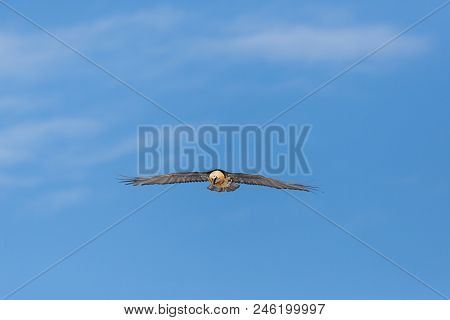 Flying Natural Adult Bearded Vulture (gypaetus Barbatus), Blue Sky, Clouds