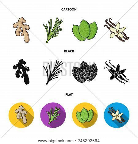 Ginger, Rosemary, Vanilla, Mint.herbs And Spices Set Collection Icons In Cartoon, Black, Flat Style 