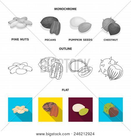 Pecan, Pine Nut, Pumpkin Seeds, Chestnut.different Kinds Of Nuts Set Collection Icons In Flat, Outli