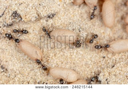 Ants And Formic Eggs In Nature. Macro