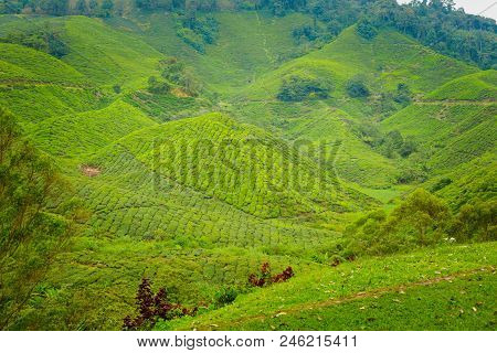Cameron Highlands Boh Tea Plantation