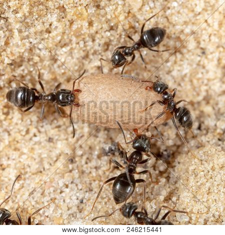 Ants And Formic Eggs In Nature. Macro