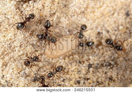 Ants And Formic Eggs In Nature. Macro