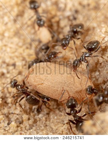 Ants And Formic Eggs In Nature. Macro