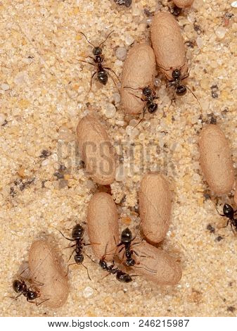Ants And Formic Eggs In Nature. Macro