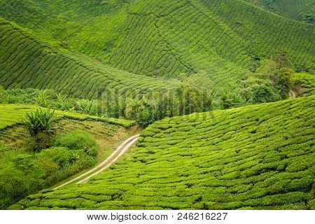 Cameron Highlands Boh Tea Plantation