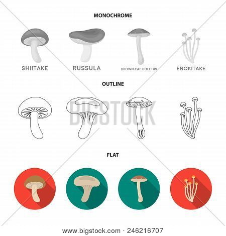 Shiitake, Brown Cap Boletus, Enokitake, Milk. Set Collection Icons In Flat, Outline, Monochrome Styl