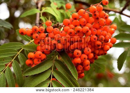 A Decorative Bunch With Orange Red Berries Of Mountain Ash Close Up.