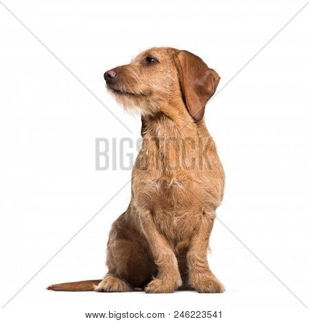Basset Fauve de Bretagne dog, 8 months old, sitting against white background